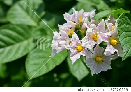 馬鈴薯（茄科、茄屬）多年生植物 127320599