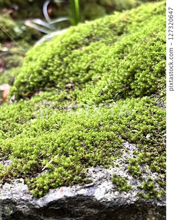 Moss Moss 127320647