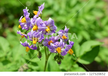 馬鈴薯（茄科、茄屬）花 127320652