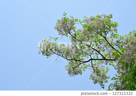 楝樹（楝科）落葉喬木的花 127321322