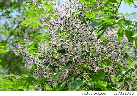 楝樹(楝科)落葉喬木的花 楝樹(楝科)落葉喬木的花 127321330