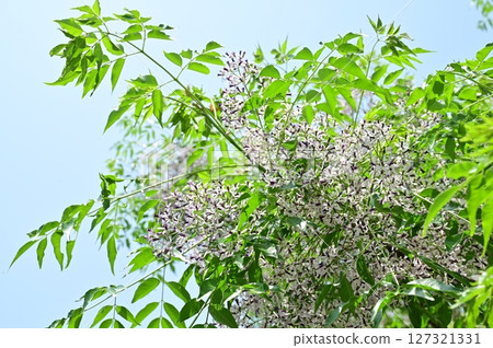 Flowers of chinaberry (Meliaceae) deciduous tree 127321331