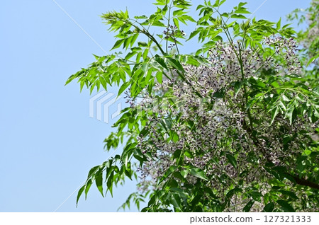China (Meliaceae) deciduous tree flowers and clear sky China (Meliaceae) deciduous tree flowers and clear sky 127321333