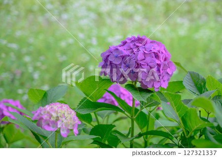 Hydrangea blooming in the sunshine during the rainy season Hydrangea blooming in the sunshine during the rainy season 127321337
