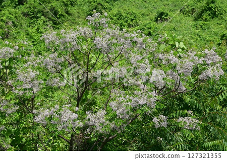 中國（楝科）落葉喬木花和晴朗的天空 127321355