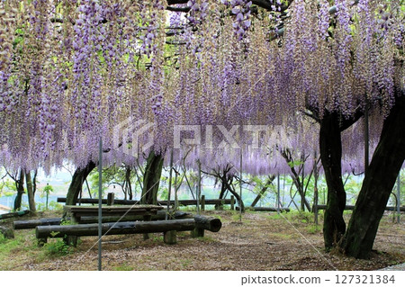 Wisteria shelf on a rainy day Wisteria shelf on a rainy day 127321384