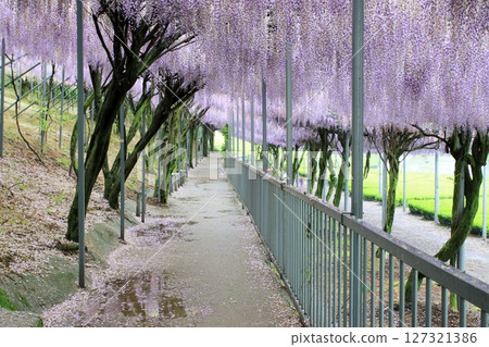 Wisteria on a rainy day 127321386