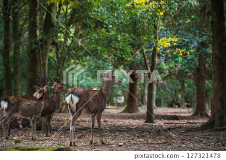 Group of deer in forest of Nara park in autumn, Kansai, Japan 127321478