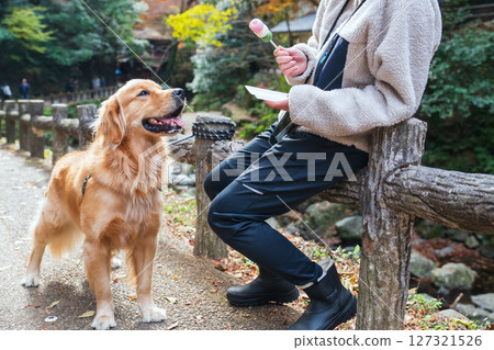 golden retriever dog beg for sweet mochi Dango at Minoh waterfall golden retriever dog beg for sweet mochi Dango at Minoh waterfall 127321526
