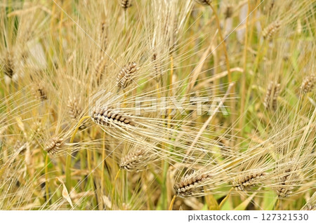 Barley (Poaceae) before harvest 127321530