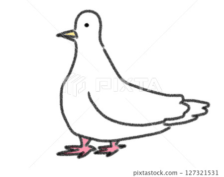 鉛筆素描風格的白鴿插圖 127321531