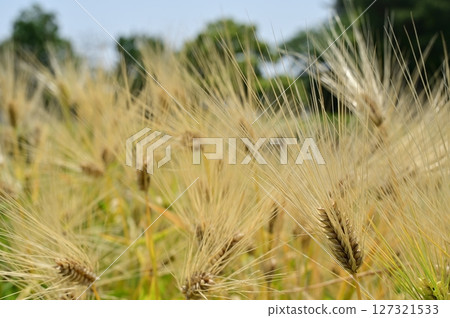 Barley (Poaceae) before harvest Barley (Poaceae) before harvest 127321533