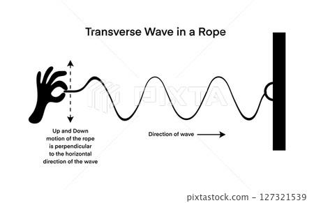 Educational infographic illustrating a transverse wave in a rope, showing perpendicular motion and wave direction. Perfect for physics teachers, students, and science learning resources 127321539