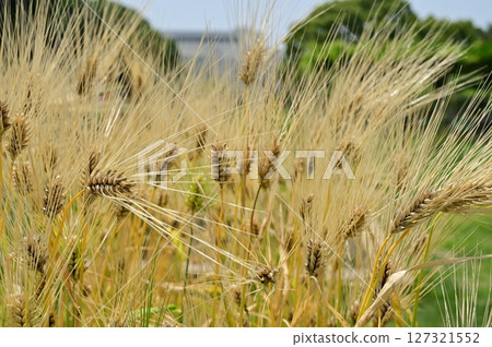Barley (Poaceae) before harvest Barley (Poaceae) before harvest 127321552