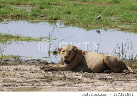 瞄準犧牲者的獅子 127321691