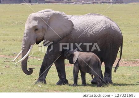 Statue of a mother and child: Baby elephant drinking milk Statue of a mother and child: Baby elephant drinking milk 127321693