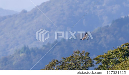 Young golden eagle in flight (three stars) Young golden eagle in flight (three stars) 127321815