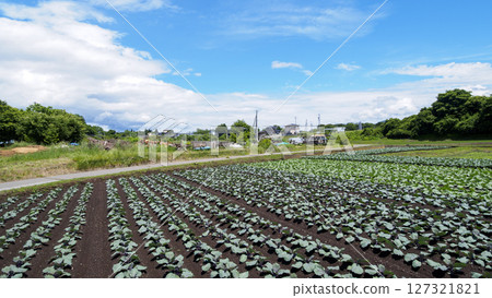 鄉村景觀與藍藍的天空 127321821