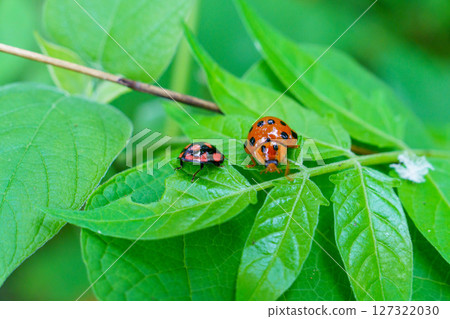 A ladybug resting on a leaf 127322030