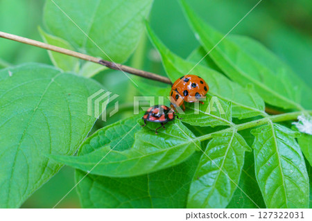 A ladybug resting on a leaf 127322031
