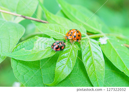 A ladybug resting on a leaf 127322032