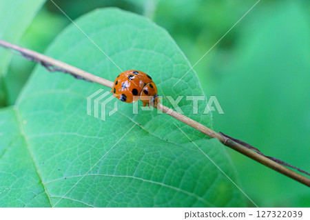 A ladybug resting on a leaf A ladybug resting on a leaf 127322039