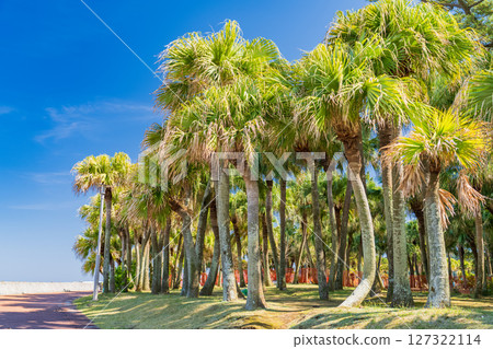 《宮崎縣》青島的熱帶海灘 127322114