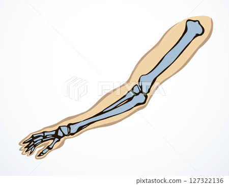 Vector drawing. Bones of the arm and shoulder 127322136