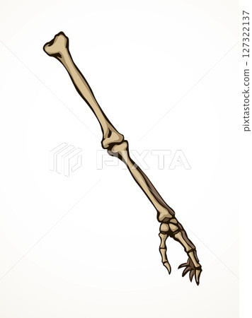 Vector drawing. Bones of the arm and shoulder 127322137
