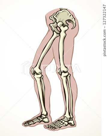 Vector drawing. Bones of the leg 127322147