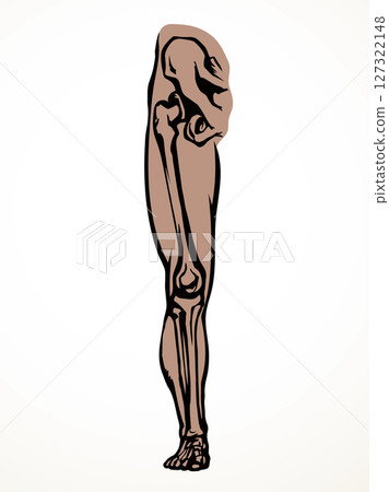 Vector drawing. Bones of the leg Vector drawing. Bones of the leg 127322148