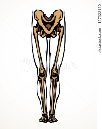 Vector drawing. Bones of the leg 127322150