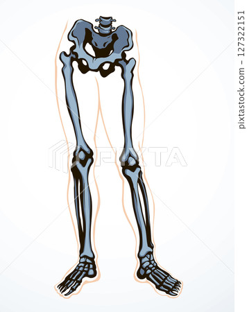Vector drawing. Bones of the leg 127322151