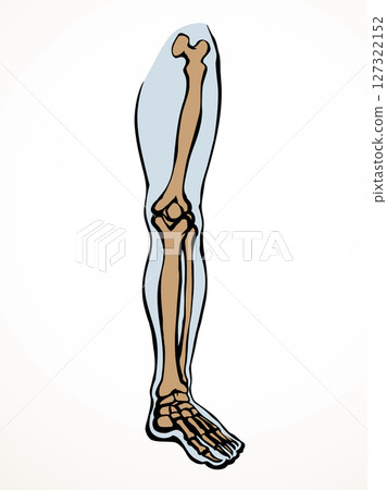 Vector drawing. Bones of the leg Vector drawing. Bones of the leg 127322152