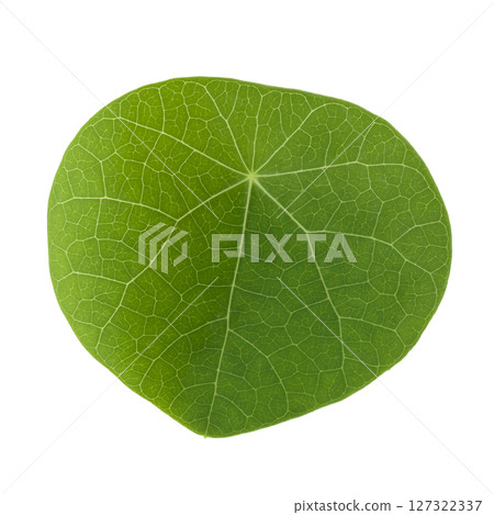 Green Stephania Suberosa leaves isolated on a white background Green Stephania Suberosa leaves isolated on a white background 127322337