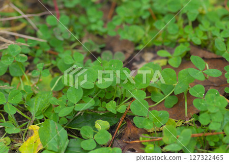 生長在森林地面上的三葉草 127322465