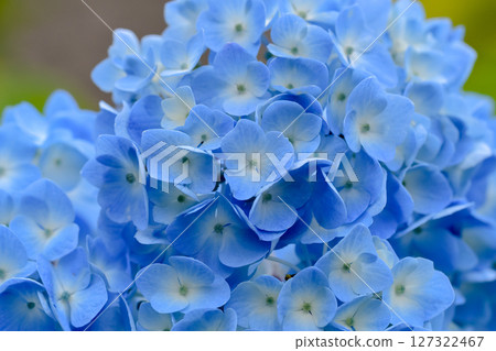 Blue hydrangea 127322467