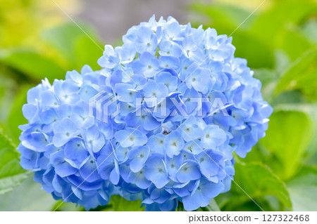 Blue hydrangea 127322468
