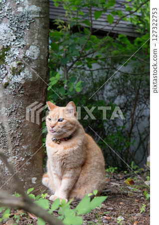 一隻貓盯著你 127322753