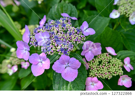 Gaku hydrangea flowers that have begun to bloom 127322866