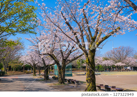 東京葛飾區新小岩公園的春天 127322949