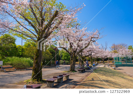 Spring at Shinkoiwa Park, Katsushika Ward, Tokyo 127322969