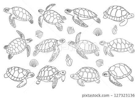 Set of sea turtles isolated on white background. Collection of sea turtles and shells. Hand drawn illustration. 127323136