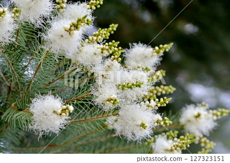 Tea tree flowers Tea tree flowers 127323151