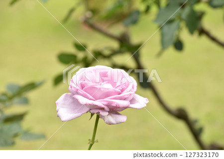 Purple spring roses Purple spring roses 127323170
