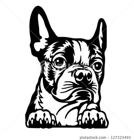 Boston Terrier Dog - Peeking Dog Breed - Pet Dog Vector Portrait, Dog Silhouette Stencil 127323493