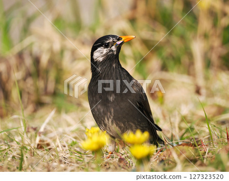 Starling holding a cherry blossom Starling holding a cherry blossom 127323520