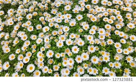 Chamomile. White Marguerite flowers in a field of green grass in park of Japan. Chamomile flowers field. 127323881