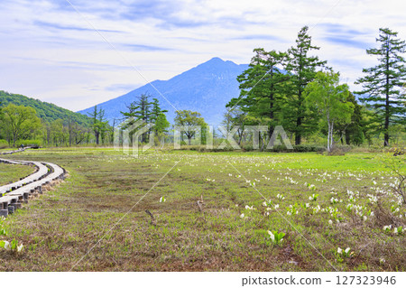 Early summer in Oze: Fresh greenery and blooming skunk cabbages from Yamanohana to Ryugu 127323946