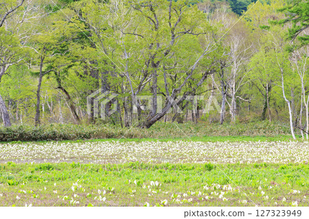 Early summer in Oze: Fresh greenery and blooming skunk cabbages from Yamanohana to Ryugu 127323949